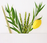 ארבעת המינים: סגולות מרפא-תמונה